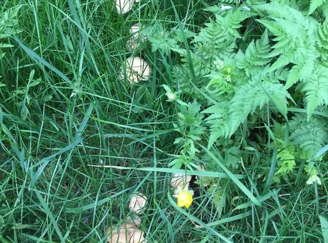 Bachimala Διαμέρισμα